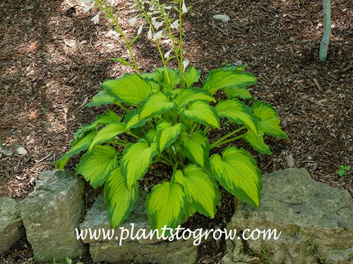 Hosta 'Emerald Ruff Cut'